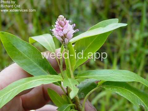 smartweed, water